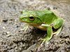 miniatura_frog 6 copia
